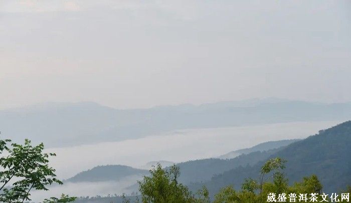 《云南茶界名人錄》︱張明春：茶葉、藝術(shù)、文化，三者并行齊力助推云茶發(fā)展